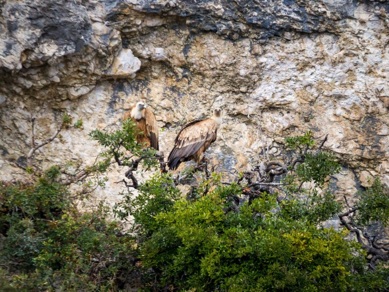 Griffon Scouting #3